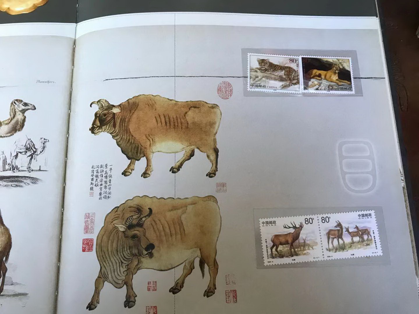 dvubb 图片点击可在新窗口打开查看